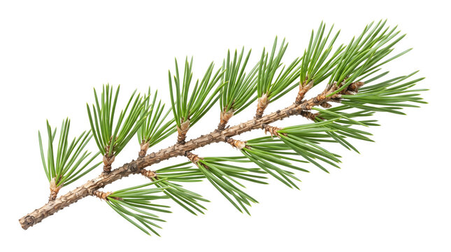 Fresh green coniferous branch of a pine tree isolated on transparent background