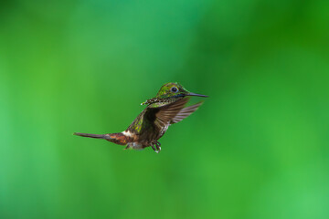 Fototapeta premium A Festive Coquette hummingbird (Lophornis chalybeus) hovering in flight against a blurred green background in the Atlantic Forest of Brazil.