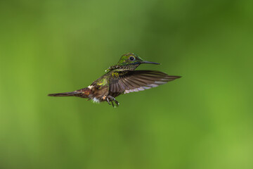 Fototapeta premium A Festive Coquette hummingbird (Lophornis chalybeus) hovering in flight against a blurred green background in the Atlantic Forest of Brazil.
