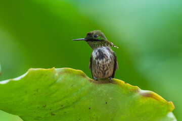 Fototapeta premium A Festive Coquette hummingbird (Lophornis chalybeus) perched on a vibrant green leaf in the Atlantic Forest of Brazil.