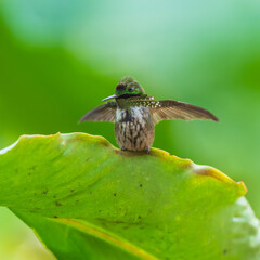 Obraz premium A Festive Coquette hummingbird (Lophornis chalybeus) perched on a vibrant green leaf in the Atlantic Forest of Brazil.