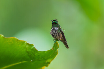 Fototapeta premium A Festive Coquette hummingbird (Lophornis chalybeus) perched on a vibrant green leaf in the Atlantic Forest of Brazil.