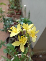 Fototapeta premium yellow flowers in the garden