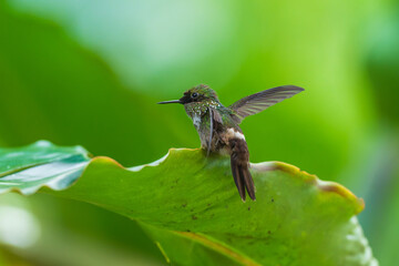 Obraz premium A Festive Coquette hummingbird (Lophornis chalybeus) perched on a vibrant green leaf in the Atlantic Forest of Brazil.