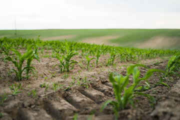 Fototapeta premium Green corn plants emerging from rows of cultivated soil, representing agriculture, growth, and sustainable farming