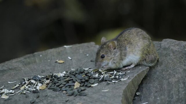 Small brown mouse eats sunflower seeds on weathered wood. Curious eyes track food as tiny paws grip the surface. Background softly blurred, emphasizing natural woodland setting