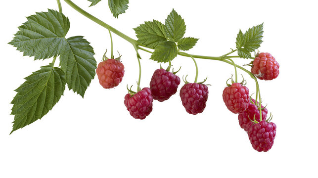 Isolated branch of ripe and ripening raspberries with fresh green leaves on stem