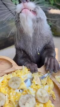 Cute Asian small-clawed otter eating scrambled eggs with banana