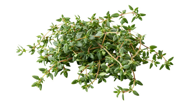 Isolated fresh green thyme sprigs and leaves, fragrant aromatic culinary herb for seasoning