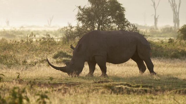 Video footage of African rhinoceros walking through grassland near Lake Nakuru in Lake Nakuru National Park, Kenya.