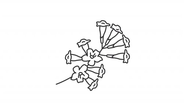 Animated blooming plumeria outline icon. Brazilian flora animation. Tropical ipe tree blossom. Frangipani aromatic flowers. Exotic botany. Flat line motion graphic loop on transparent white