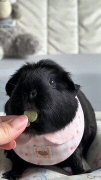 Cute black guinea pig wearing a bib eating a treat