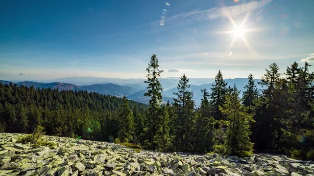 Forest with coniferous trees on stone mountain in highland in autumn