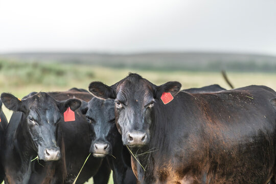 Herd of cattle grazing in farmland country