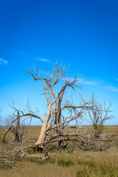 Old, dead trees out on the open great plains of the Midwest