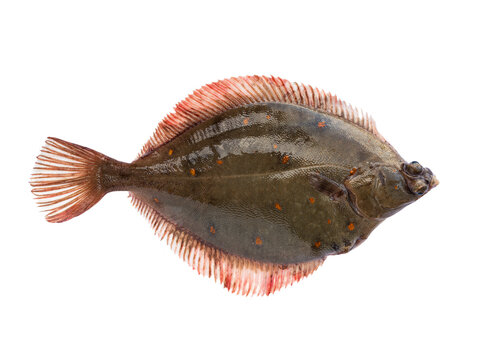 Fresh raw european plaice flatfish Pleuronectes platessa isolated on white background