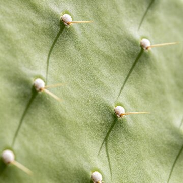 Close up macro shot of a green prickly pear cactus pad with sharp spines and soft fuzzy areoles casting shadows