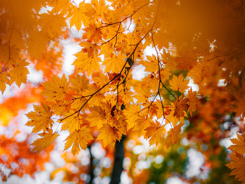 Orange maple leaves glowing in autumn sunlight, beautiful nature photo with warm golden foliage, blue sky, soft bokeh, and shallow depth of field