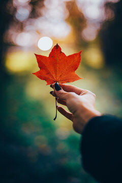 Single red maple leaf held in hand during autumn, beautiful nature photo with warm sunlight, soft forest bokeh, shallow depth of field, and colorful fall background