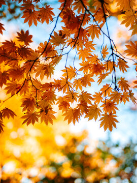 Orange maple leaves glowing in autumn sunlight, beautiful nature photo with warm golden foliage, blue sky, soft bokeh, and shallow depth of field