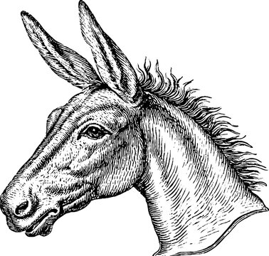 Antique engraved donkey head portrait facing left isolated on white for vintage drawing background and design