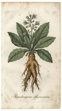 Mandragora officinarum herbarium illustration cataloguing its forked root and traditional folk medicine use