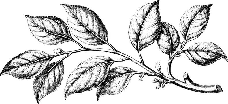 Antique botanical engraving of a leafy branch on white background for vintage botanical background and design
