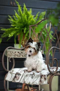 beautiful biewer terrier dog sitting on a chair by the house
