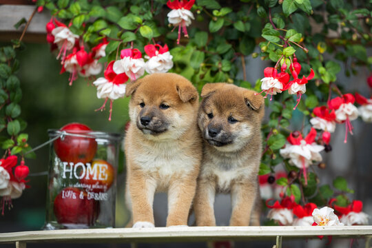 two cute shiba inu puppies posing with fuschia flowers
