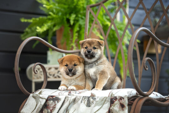 two red shiba inu puppies posing on a chair together