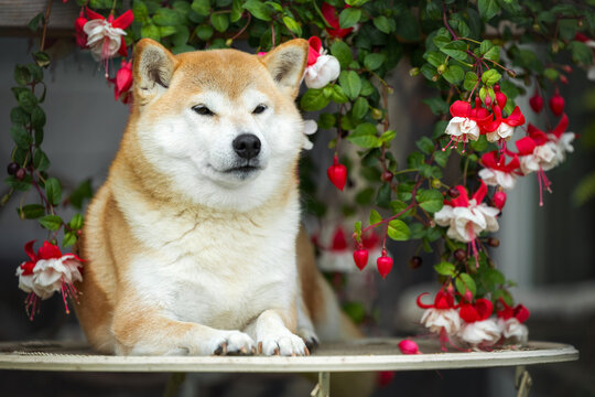 beautiful shiba inu dog posing with fuschia flowers outdoors