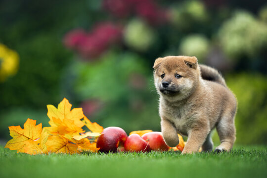 cute shiba inu puppy runs outdoors in autumn