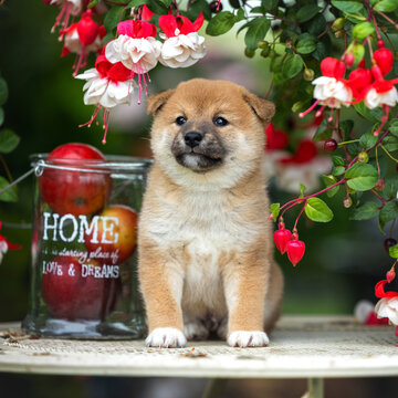 cute shiba inu puppy sitting under beautiful fuschia flowers