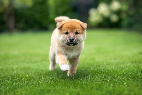 cute red shiba inu puppy running on grass