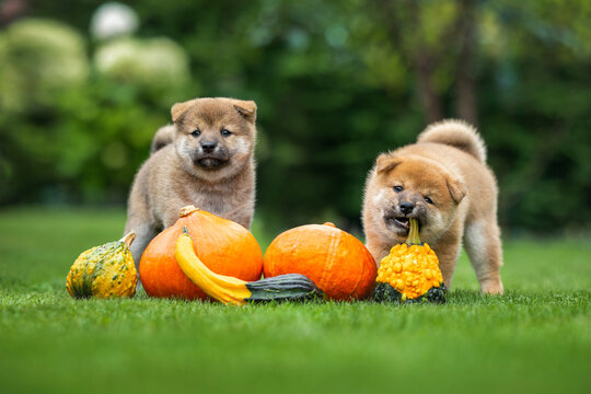 two shiba inu puppies posing together with pumpkins