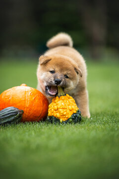 playful shiba inu puppy biting pumpkins outdoors