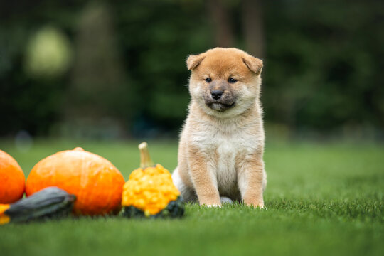cute shiba inu puppy sitting on grass with pumpkins