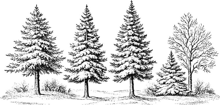 Antique engraved snow covered pine and deciduous trees illustration isolated on white for winter background and holiday banner design