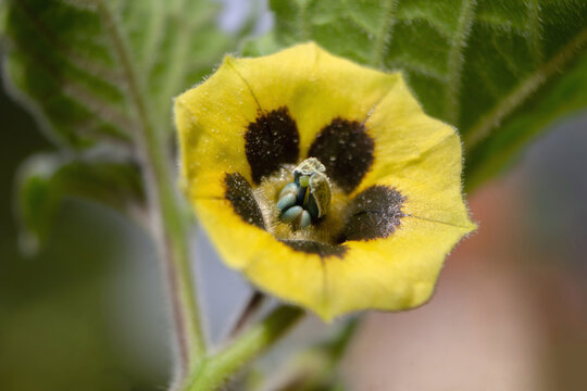 Macro of yellow flower of Physalis peruviana cape gooseberry.