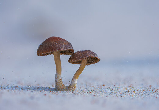 A natural closeup of wild brown mushrooms growing on the sand of a beach in the autumn season