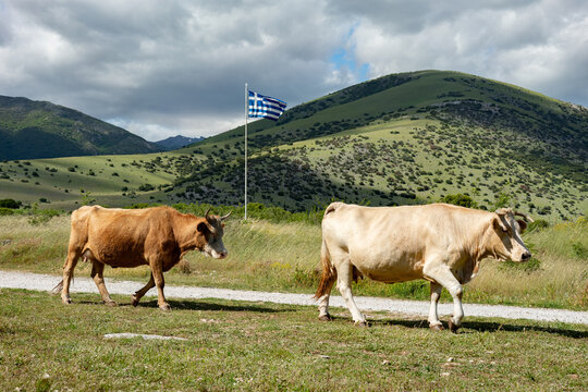 Two domestic cows walking along a rural dirt path near a waving greek national flag set against a lush mountainous backdrop representing local agriculture and regional identity.