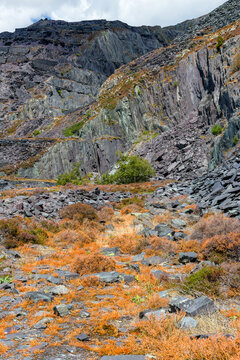 Orange heather and gorse growing over slate waste on steep quarry hillside, showcasing rugged terrain of historic Welsh slate mining industry