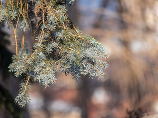 Background of green spruce branches in sunset light © Dmitrii Potashkin