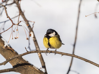 Obraz premium Cute bird Great tit, songbird sitting on a branch without leaves in the autumn or winter.