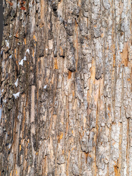 The texture of the bark of an old apple tree