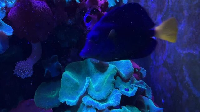 Yellowtail tang Zebrasoma xanthurum swimming with Discosoma mushroom corals, Red Sea reef fish, marine biology research.