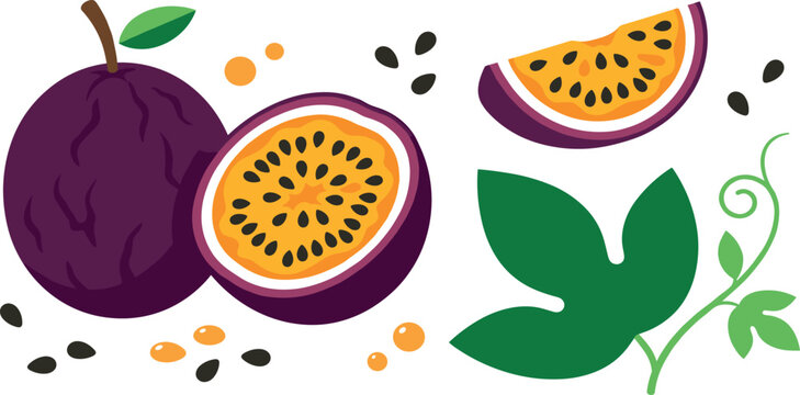 Fresh purple passion fruit with half slice leaf and black seeds vector illustration collection on white background