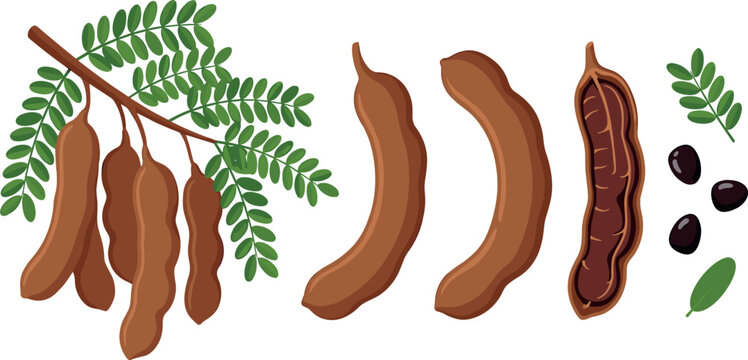 Fresh tamarind pods with green leaves shell pieces and black seeds vector illustration collection on white background