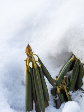 First snow on the green grass and fallen leaves in autumn. Yellow and green fallen leaves on the grass with snow.