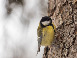 A tit is looking for food on a tree trunk. © Dmitrii Potashkin